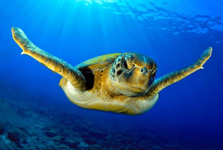 Best Time of Year to Visit The Galapagos Islands