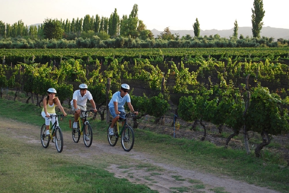 3 mountain bikers riding next to vineyards
