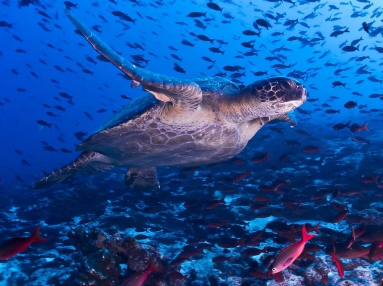 Galapagos Turtle and Fish