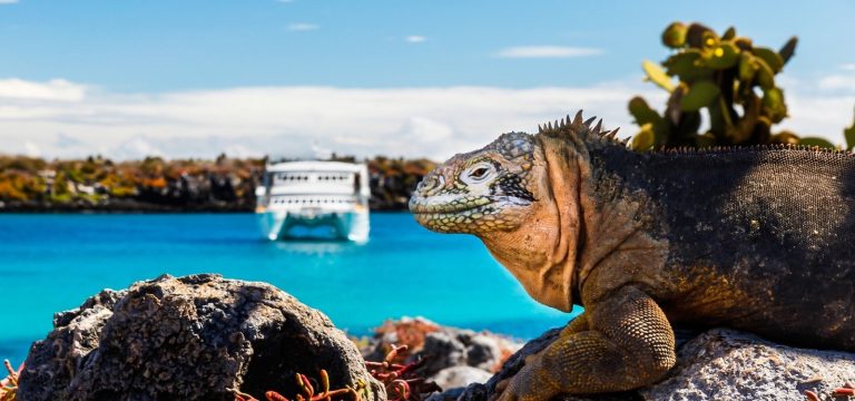 Galapagos Iguana on shore, with Catamaran in back-ground