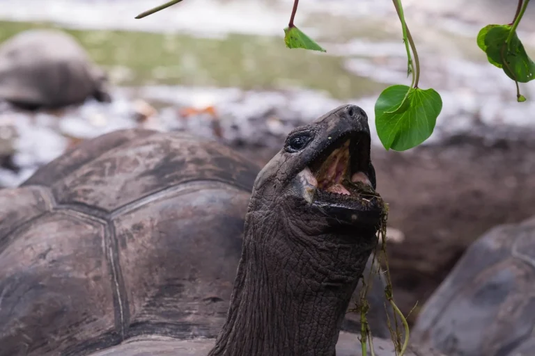 Galapagos Luxury Vacation 7-Day Itinerary