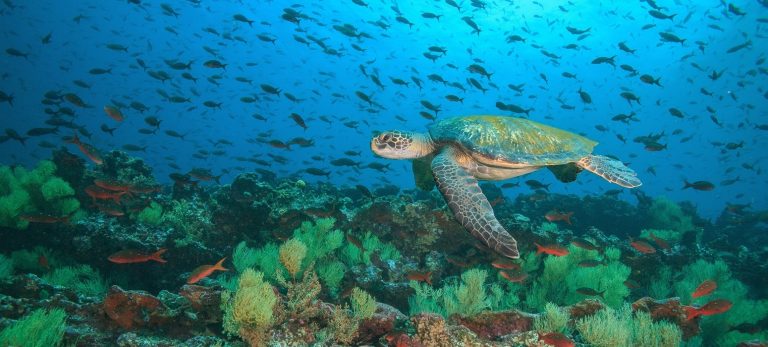 Galapagos,Green,Sea,Turtle,Swims,Underwater,At,Floreana,Island,,Galapagos