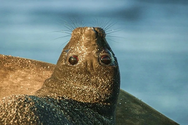 Peninsula-Valdes-Estancia-Rincon-Chico-1