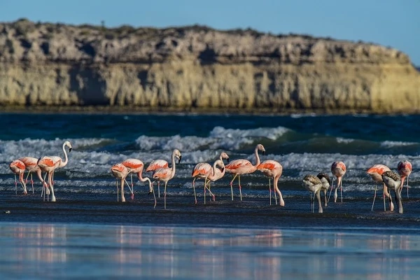 Peninsula-Valdes-Flamingos-Feeding-on-Beach-1