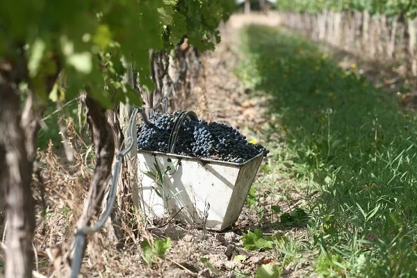 Susan-Balbo-Winery-1-1