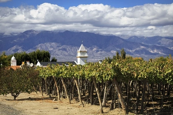 Vineyards-Cafayate