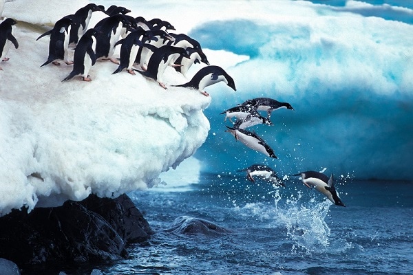 Adelie-Penguin-Leaping-into-Ocean-Paulet-Island-Antarctica-1