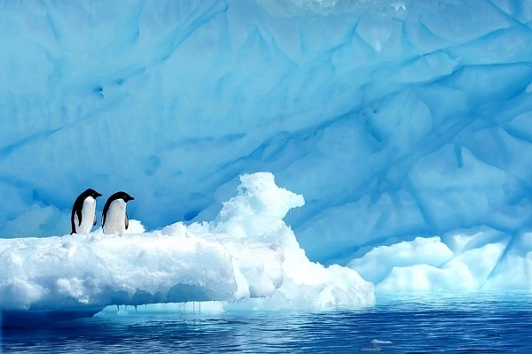 Adelie-Penguins