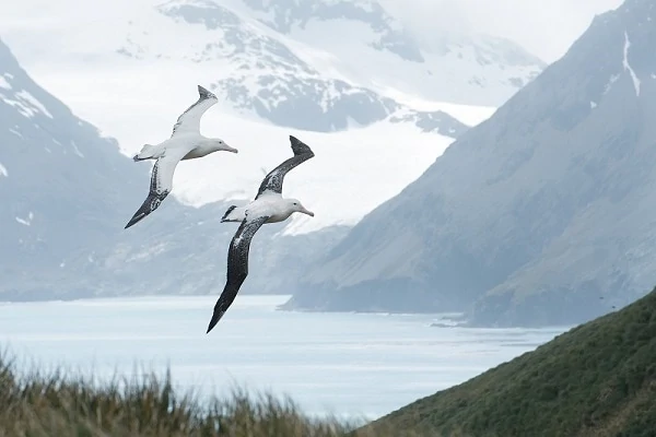 Albatrosses-South-Georgia-Island-Antarctica-1