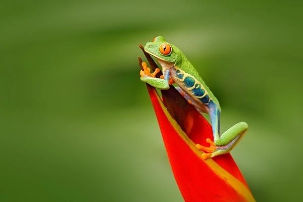 Amazon-Jungle-Frog