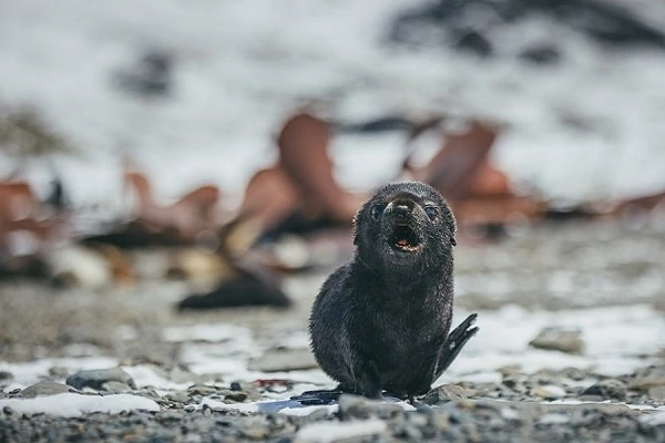 Baby-Sea-Lion