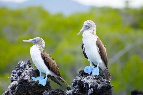 Blue-Footed-Boobies-Galapagos-Ecuador