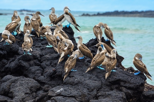 Blue-Footed-Boobies-Galapagos