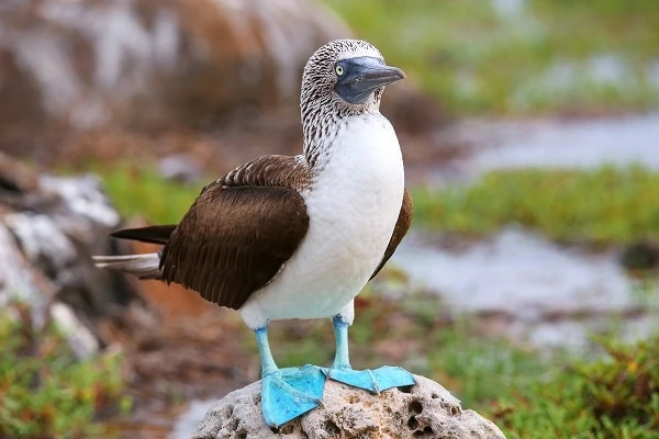 Blue-footed-Booby-Luxury-Galapagos-Vacations