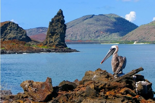 Brown-Pelican-Galapagos-Islands