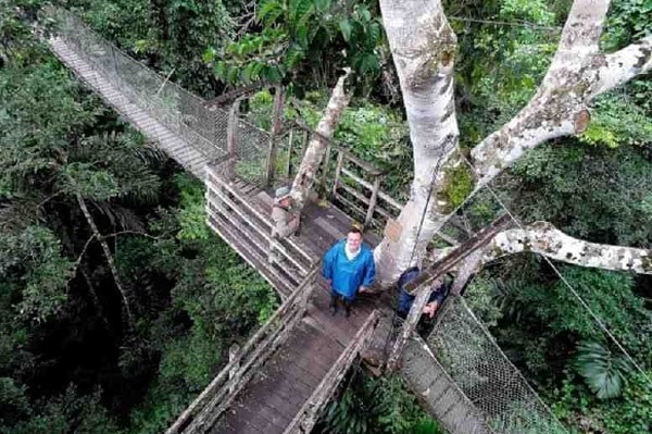 Canopy-Walkway-Amazon-Jungle-Package