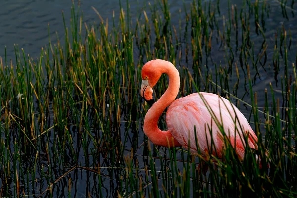 Flamingo-Galapagos-Travel