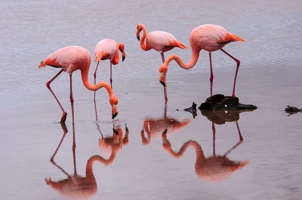 Flamingos-in-the-Galapagos