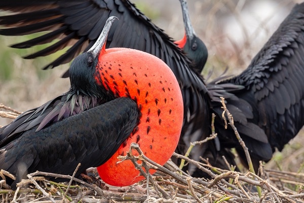 Frigatebird-Galapagos-Islands-Ecuador