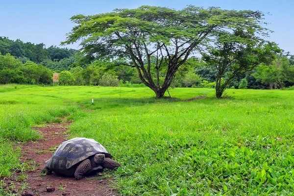 Galapagos-Giant-Tortoise