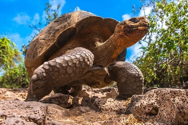 Galapagos-Giant-Turtle