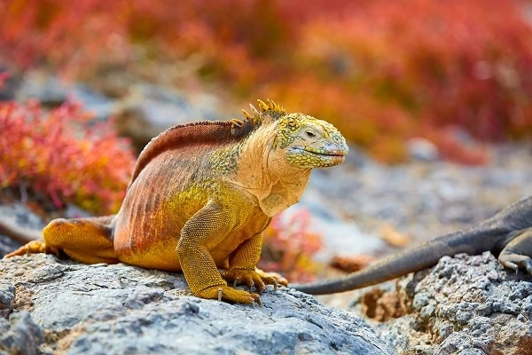 Galapagos-Land-Iguana-Gal├ipagos-Islands