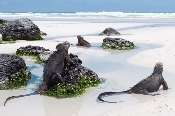 Galapagos-Marine-Iguanas-1
