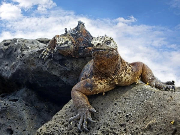 Galapagos-Marine-Iguanas