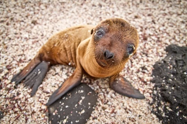 Galapagos-Vacations-Baby-Sea-Lion