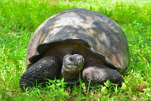 Giant-Tortoise-Galapagos-Vacations-600x400-1