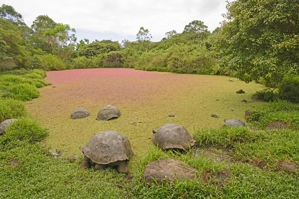 Giant-Tortoises-Santa-Cruz-Island
