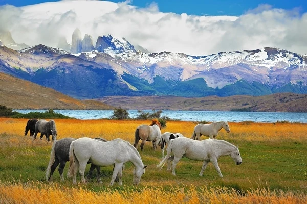 Horses-in-Torres-del-Paine