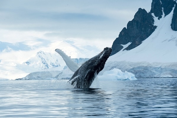 Humpback-Whale-1