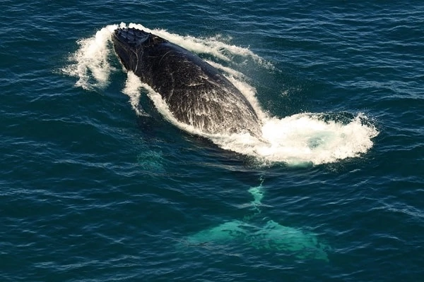 Humpback-Whale-2