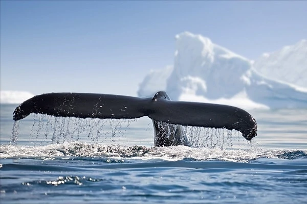 Icebergs-and-whale-in-Antarctica-1