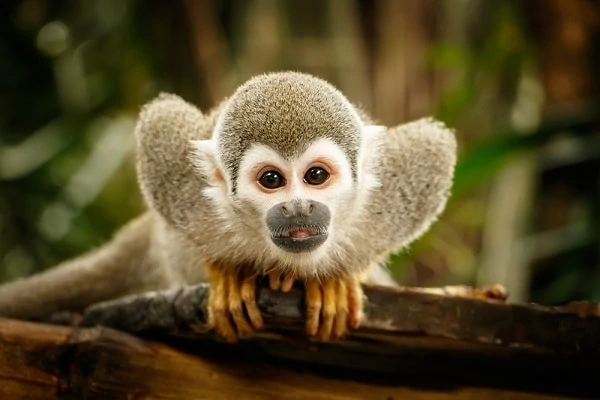 Luxury-Amazon-Luxury-Vacations-Squirrel-Monkey