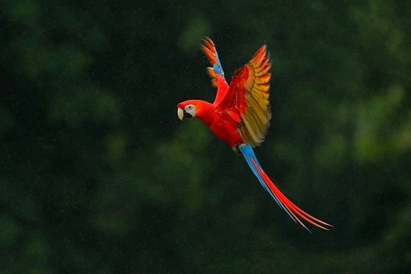 Macaw-Parrot-Luxury-Brazil-Vacations