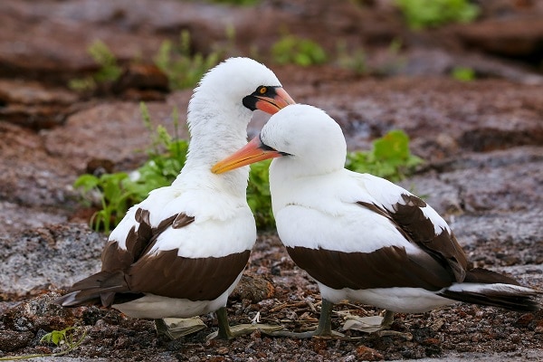 Nazca-Boobies-Galapagos-National-Park-Ecuador
