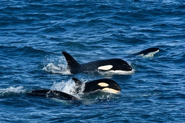 Orca-Family