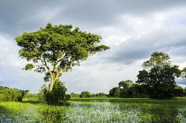 Pantanal-Wetlands-Brazil