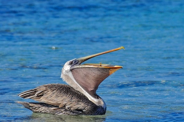 Pelican-Luxury-Galapagos-Vacations
