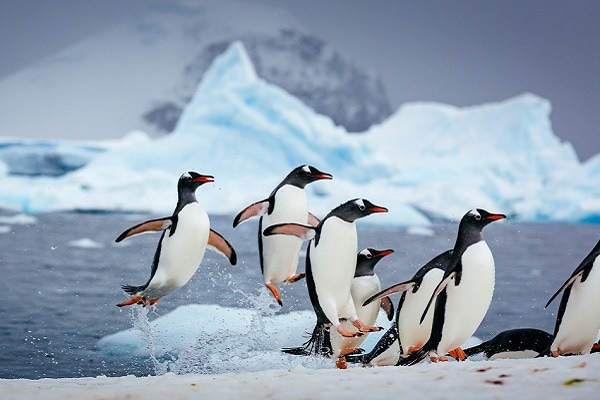 Penguins-Jumping