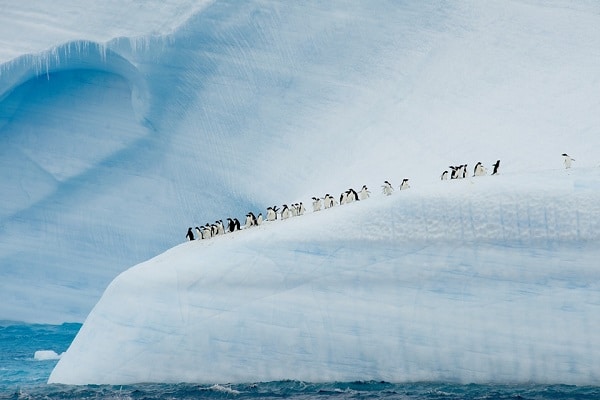 Penguins-on-Iceberg