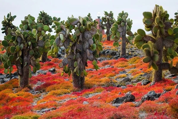 Prickly-pear-cactus-Galapagos-Islands