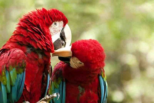 Red-Green-Macaw-Amazon-Jungle-Peru-600x400-1