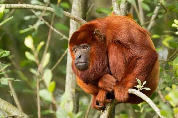 Red-Howler-Monkey