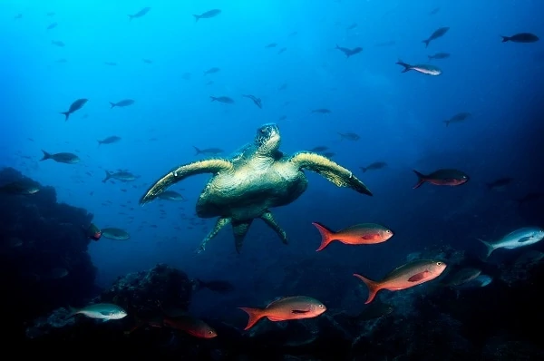 Sea-Turtle-Luxury-Galapagos-Vacations