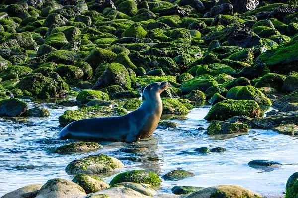 Seal-Galapagos-Island
