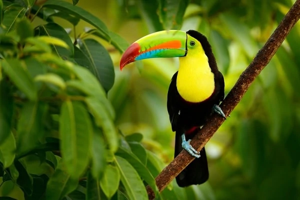 Toucan-Luxury-Ecuador-Vacations