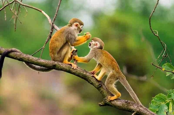 Two-Squirrel-Monkeys-Tambopata-Amazon-Jungle-Peru